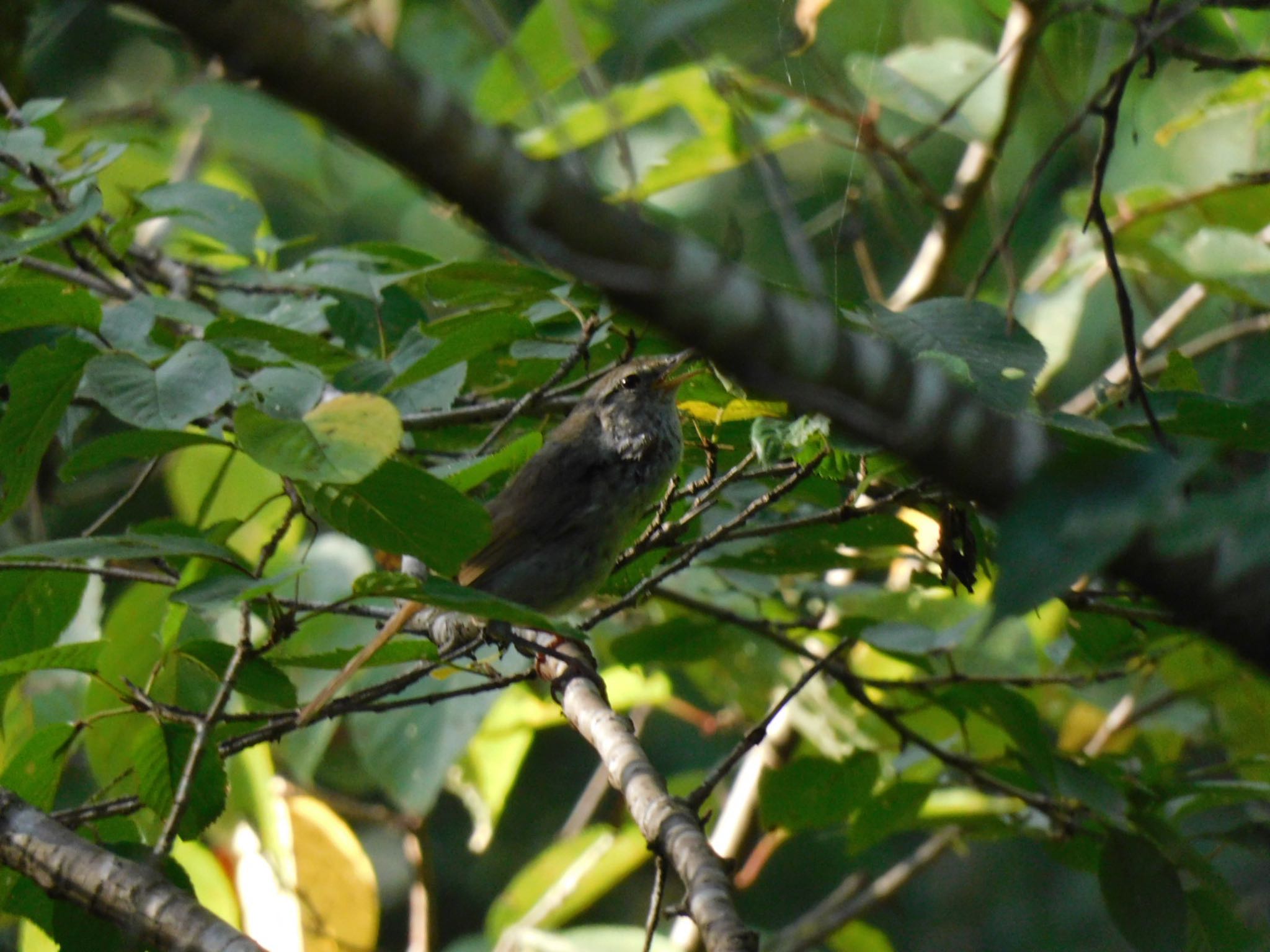 Photo of Japanese Bush Warbler at Higashitakane Forest park by 杜鵑