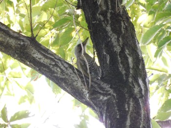 Japanese Green Woodpecker Higashitakane Forest park Sun, 7/16/2023