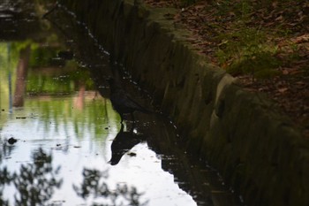 ハシボソガラス 庄内緑地公園 2023年7月16日(日)