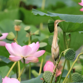 Yellow Bittern 板倉町 Sat, 7/15/2023