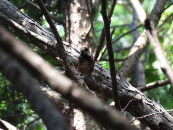 2023年7月16日(日) 栃木県民の森の野鳥観察記録