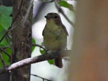 Narcissus Flycatcher 日本ラインうぬまの森 Sun, 7/16/2023