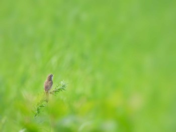 Black-browed Reed Warbler Watarase Yusuichi (Wetland) Sun, 6/4/2023