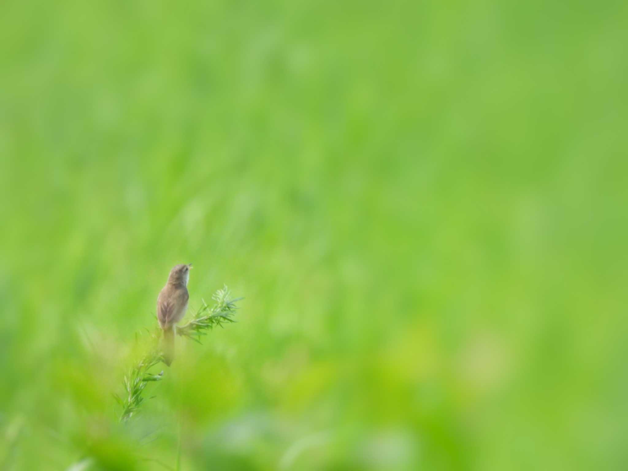 Photo of Black-browed Reed Warbler at Watarase Yusuichi (Wetland) by NM🐥📷