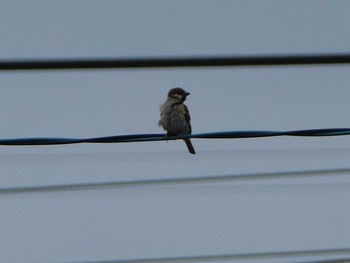 Eurasian Tree Sparrow 境川(境橋付近) Sun, 8/12/2018