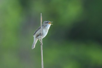 Black-browed Reed Warbler シブツノナイ湖 Sat, 6/10/2023