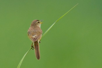 Black-browed Reed Warbler Watarase Yusuichi (Wetland) Sun, 7/9/2023