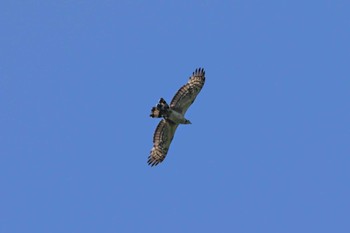 Crested Honey Buzzard 赤城山 Sun, 7/16/2023