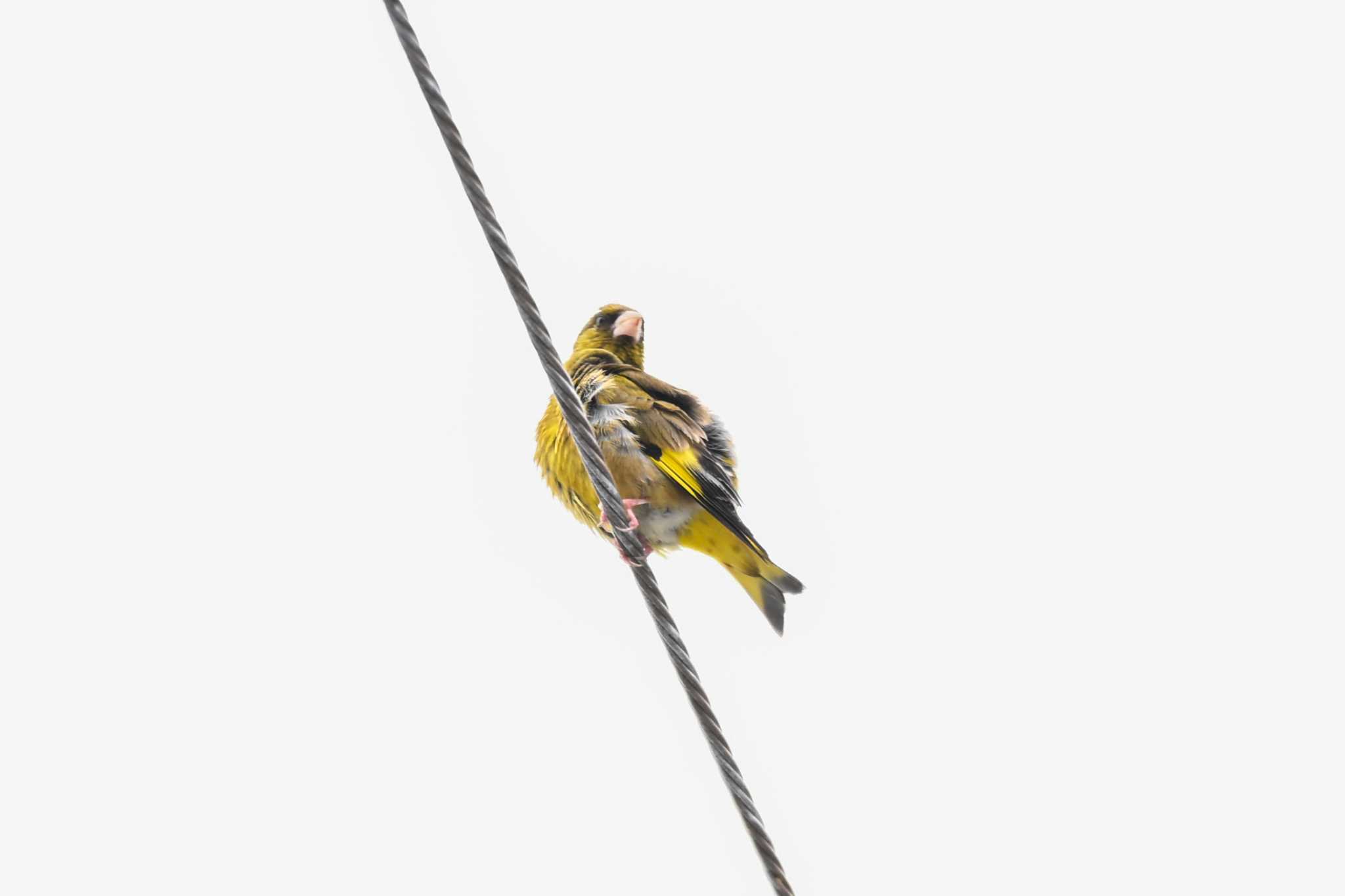 Photo of Grey-capped Greenfinch at 城沼 by Yokai