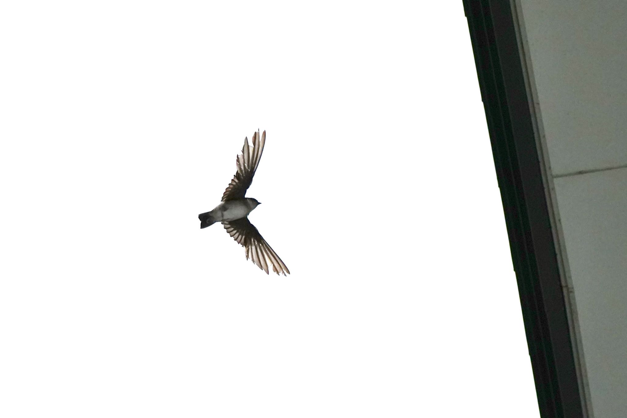 Photo of Asian House Martin at 天龍村 by あらどん