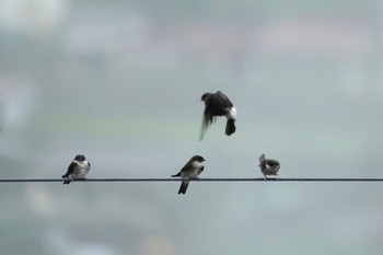 Asian House Martin 天龍村 Sat, 7/15/2023