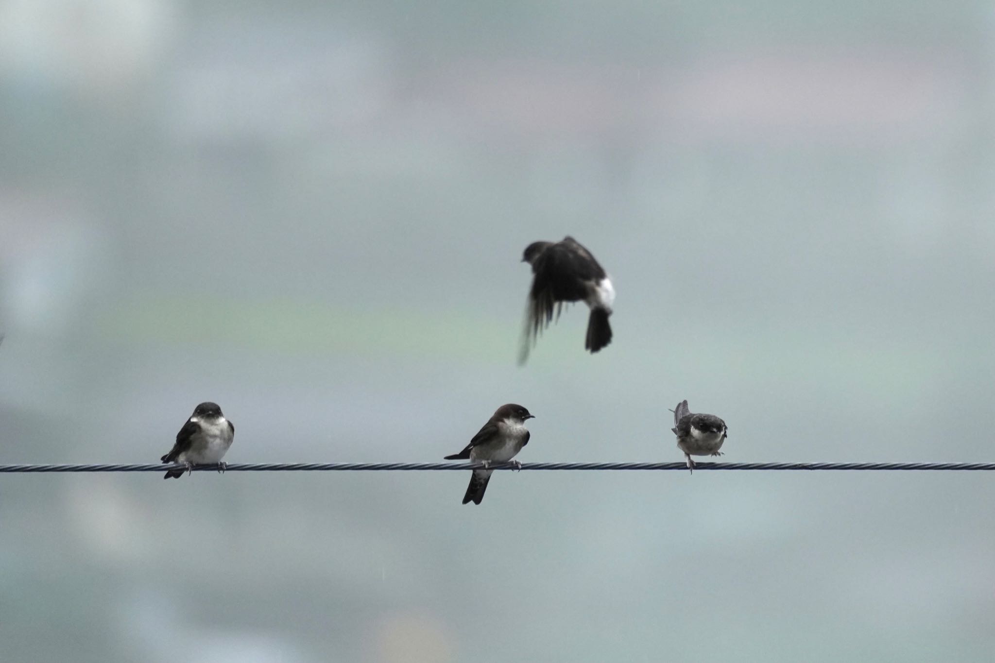 Photo of Asian House Martin at 天龍村 by あらどん