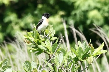 ノビタキ 霧ヶ峰高原 2023年7月16日(日)