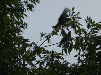 Sun, 8/12/2018 Birding report at 境川(境橋付近)