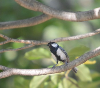 Japanese Tit 庄内緑地公園 Sun, 7/16/2023