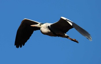 Grey Heron Kitamoto Nature Observation Park Sat, 3/4/2023