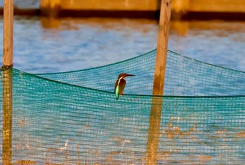 2023年7月16日(日) 伊佐沼の野鳥観察記録