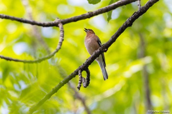 Eurasian Chaffinch Gravere Sun, 7/16/2023