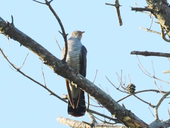 Common Cuckoo JGSDF Kita-Fuji Exercise Area Sun, 7/16/2023