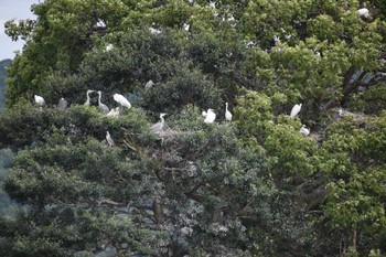 ゴイサギ 平池緑地 2023年7月15日(土)