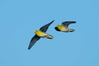 White-bellied Green Pigeon Terugasaki Beach Mon, 7/17/2023