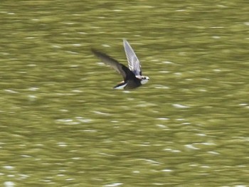 White-throated Needletail Nishioka Park Sat, 7/8/2023