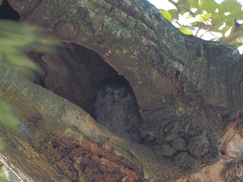 アオバズク 猪名部神社(三重県員弁郡) 2023年7月17日(月)