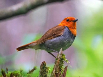 Japanese Robin 大台ヶ原 Thu, 8/11/2022