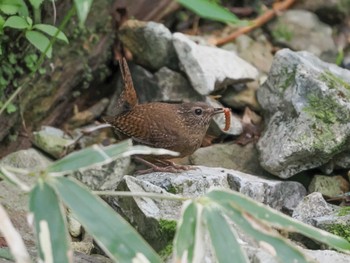 Eurasian Wren 大台ヶ原 Sun, 7/16/2023