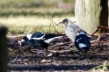 Australian Magpie シドニー Fri, 6/29/2018