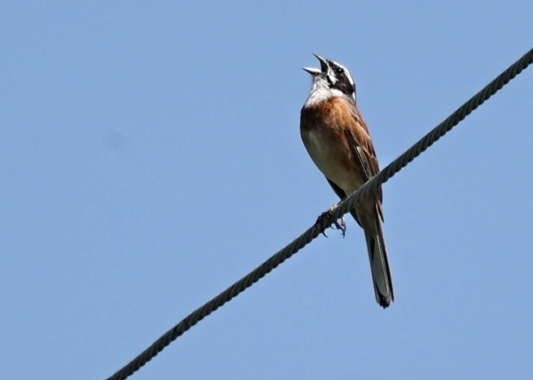 長野県諏訪郡、南佐久郡鳥見 ホオジロの写真 by カルル