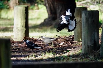 Australian Magpie シドニー Fri, 6/29/2018