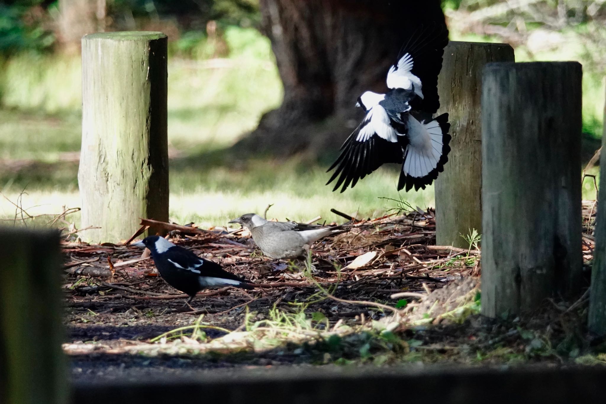 Australian Magpie