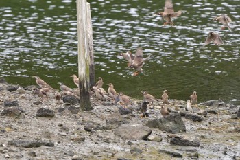 2023年7月15日(土) 長浜公園の野鳥観察記録