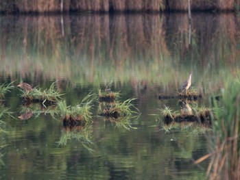 2023年7月17日(月) 葛西臨海公園の野鳥観察記録