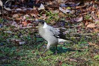 Australian Magpie シドニー Fri, 6/29/2018