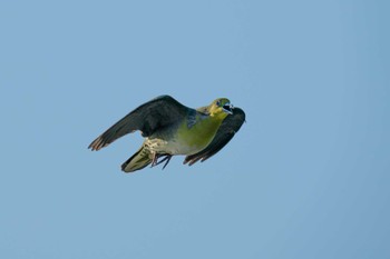 White-bellied Green Pigeon Terugasaki Beach Mon, 7/17/2023