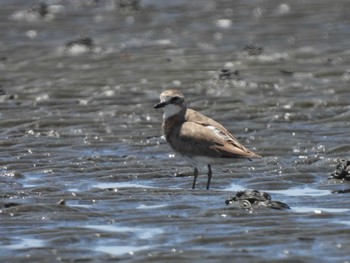 2023年7月17日(月) ふなばし三番瀬海浜公園の野鳥観察記録