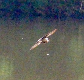 White-throated Needletail Nishioka Park Mon, 7/17/2023