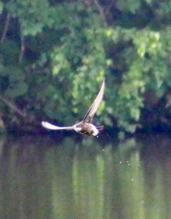 White-throated Needletail Nishioka Park Mon, 7/17/2023