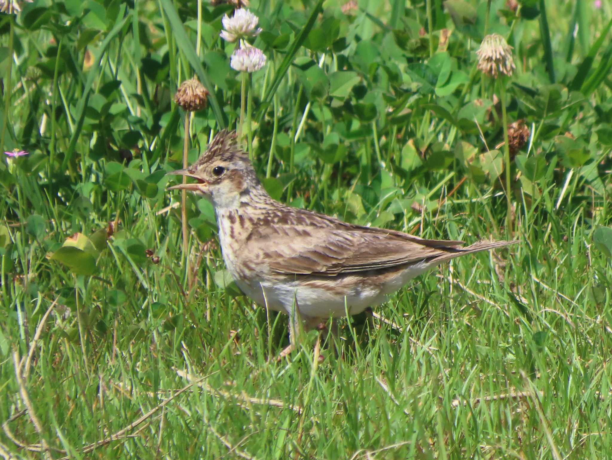 Eurasian Skylark