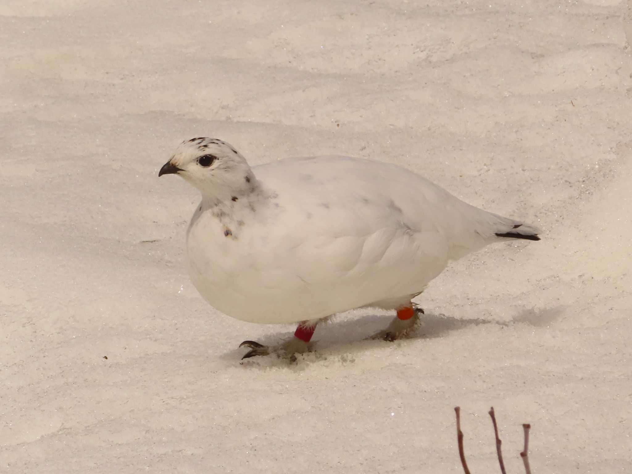 ライチョウ