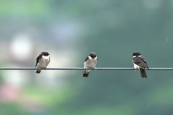 Asian House Martin 天龍村 Sat, 7/15/2023