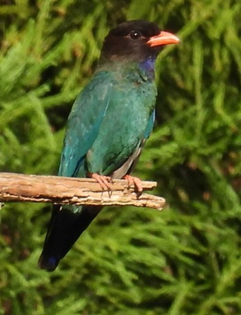 Oriental Dollarbird 松之山 Sun, 7/16/2023