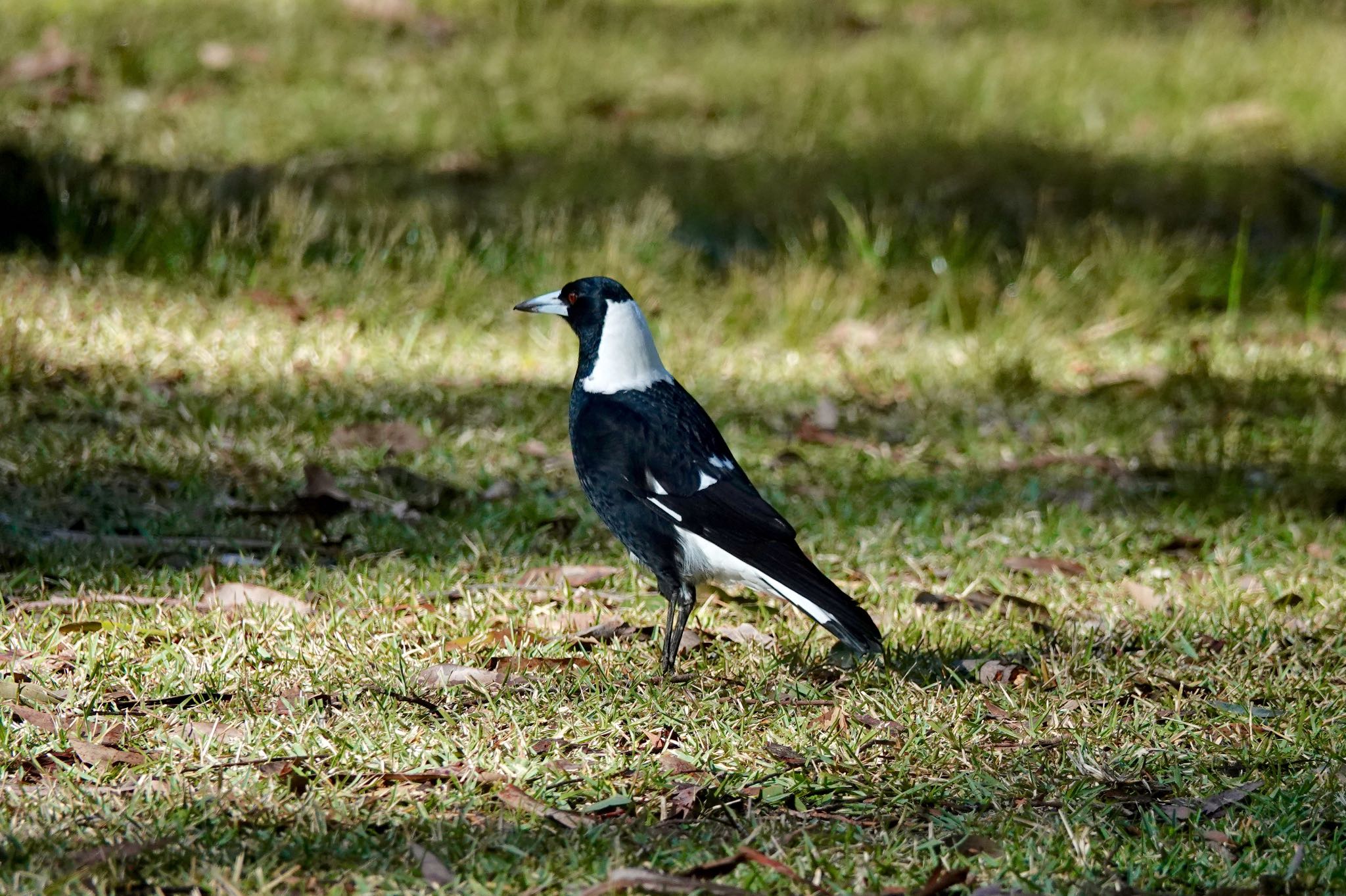 Australian Magpie