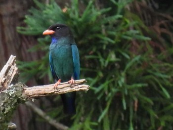 Oriental Dollarbird 松之山 Sun, 7/16/2023