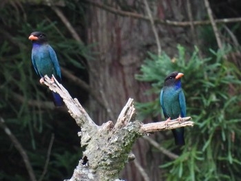 Oriental Dollarbird 松之山 Sun, 7/16/2023