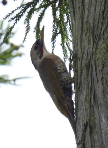 Japanese Green Woodpecker 松之山 Sun, 7/16/2023