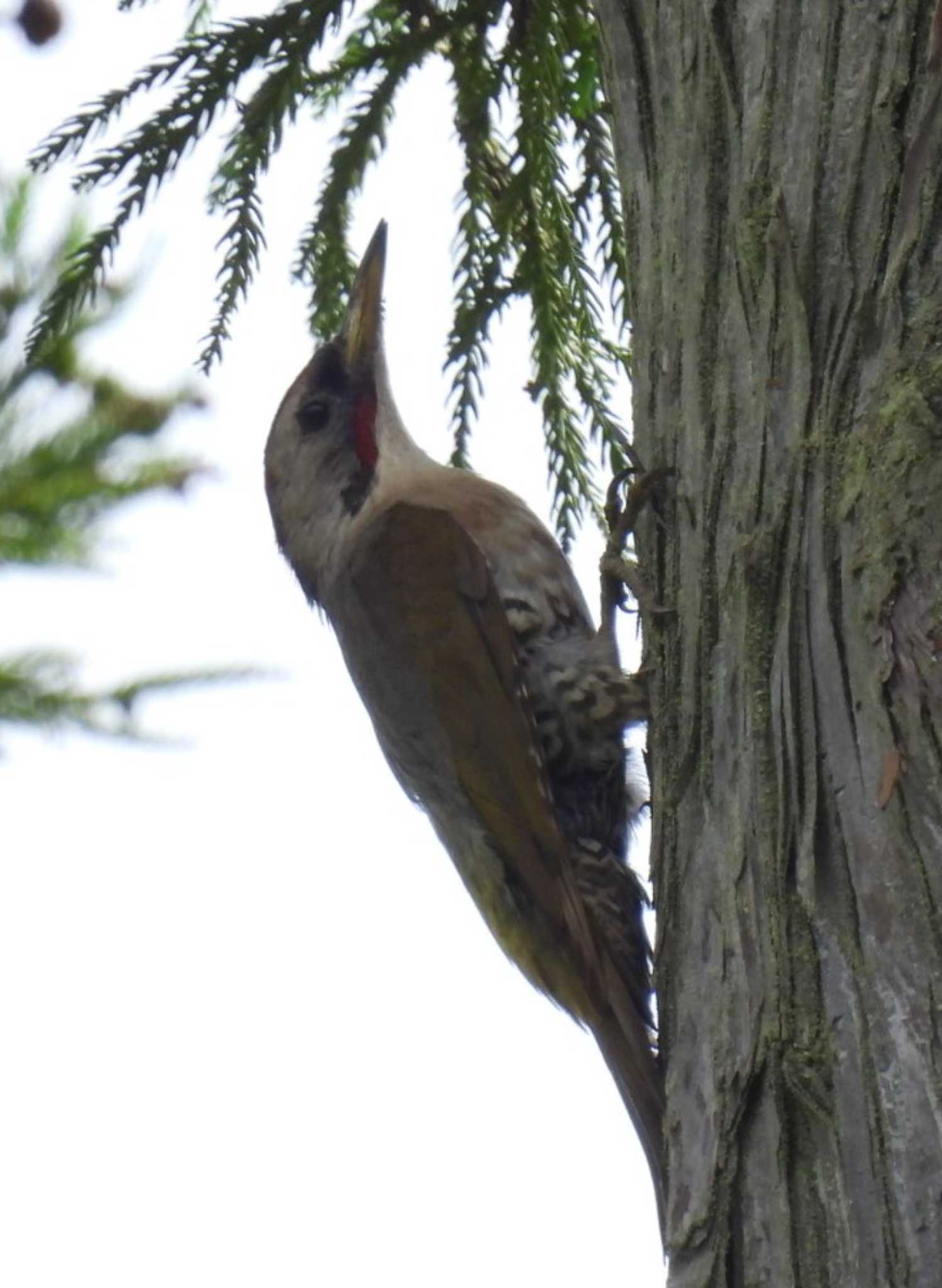 Japanese Green Woodpecker