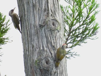 Japanese Green Woodpecker 松之山 Sun, 7/16/2023